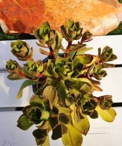 Aeonium GLUTINOSUM
