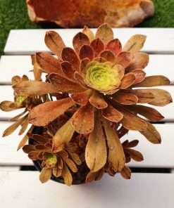 Aeonium Arboreum var. manriqueorum