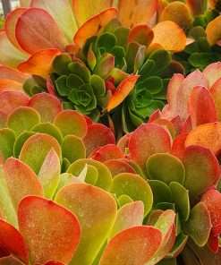 Aeonium Canariense Hyb.( Red form)
