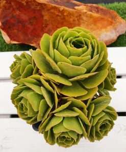 Aeonium Pseudotabuliforme Hyb.