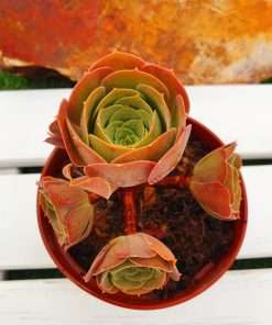 Aeonium Blushing beauty