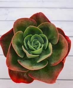 Echeveria Mandala