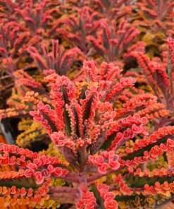 Kalanchoe Pink butterfly