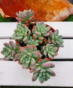 Sedum clavatum