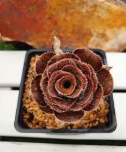 Aeonium Arboreum ssp. holochrysum