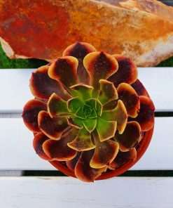 Aeonium super bang