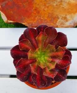 Aeonium Kilimanjaro