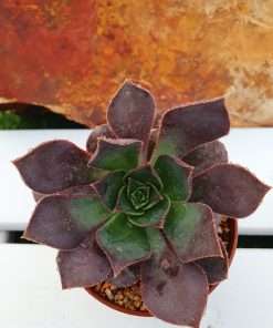 Aeonium calderense