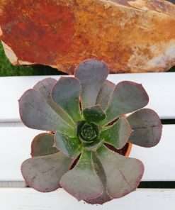 Aeonium Pseudourbicum