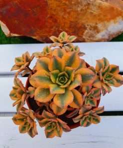 Aeonium Florenses
