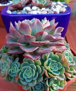 Echeveria 'Swirl'