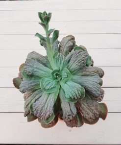 Echeveria Cameo