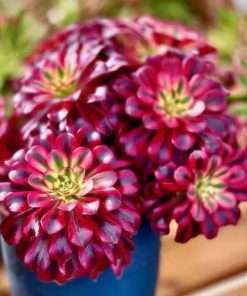 Aeonium Medusa