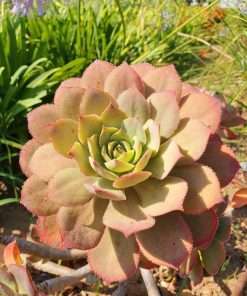 Aeonium Percarneum var. guiaense