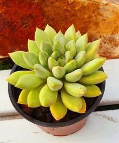 Pachyveria Rough
