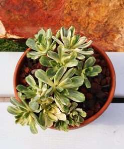 Aeonium Suncup