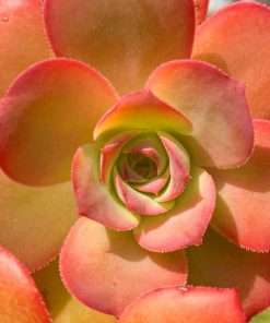 Aeonium GORGONEUM (São Vicente)