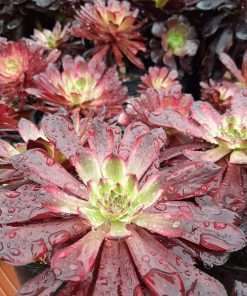 Aeonium Mardi Gras