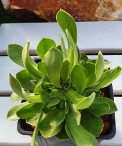 Aeonium x globosum