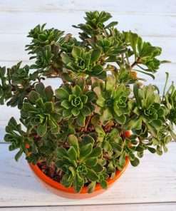 Aeonium SPATHULATUM