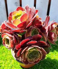 Aeonium velour