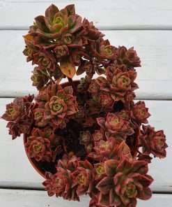 Aeonium Castello-Paivae var. Sarae