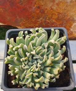 Echeveria 'Spider' Crestada