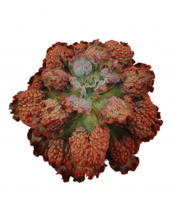 Echeveria verrugas