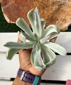 Graptoveria Fred ives variegated