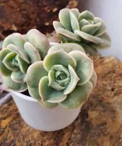 Graptoveria Lovely rose
