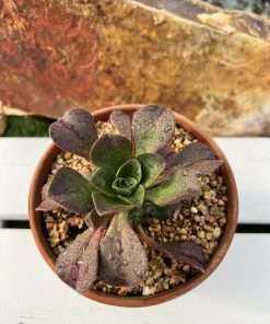 Aeonium Ciliatum x lily pad