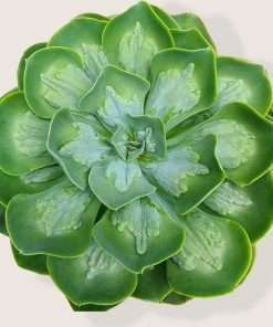 Echeveria Papageno