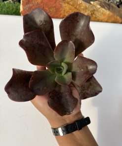 Echeveria Hortensia