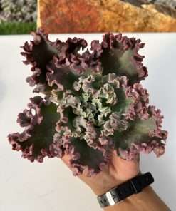 Echeveria chantilly