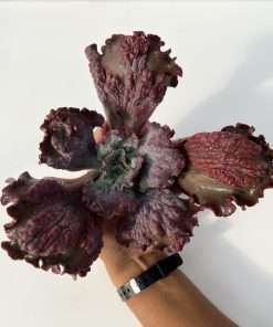 Echeveria arlequín
