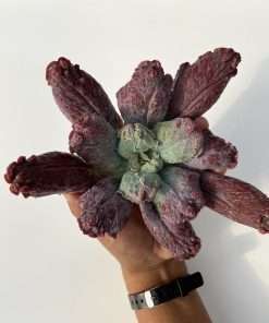 Echeveria Linguas