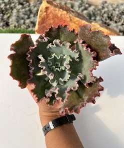 Echeveria pearl