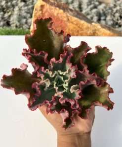 Echeveria Dick’s pink