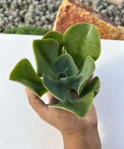 Echeveria Papageno