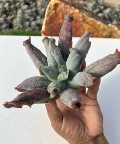 Echeveria Culibra