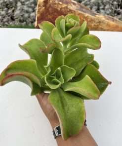Echeveria pallida