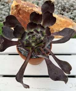 Aeonium Pomegranate