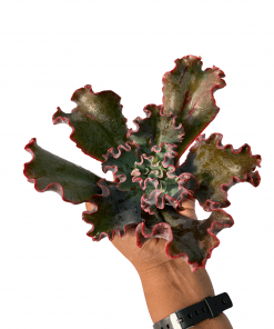 Echeveria Big dragón