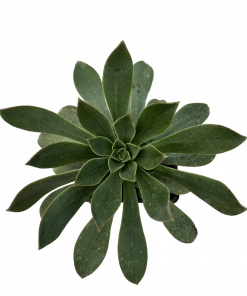 Aeonium GOMERENSE