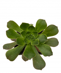 Aeonium Darley blush