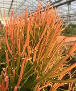 Euphorbia Tirucalli ‘firestick’