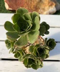 Aeonium BALSAMIFERUM