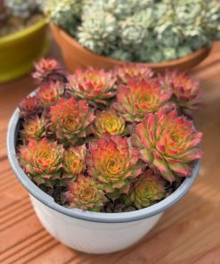 Sempervivum ‘Gold Nugget’