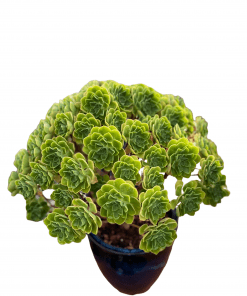 Aeonium  x sanctisebastiani