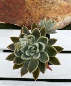 Graptoveria water lily